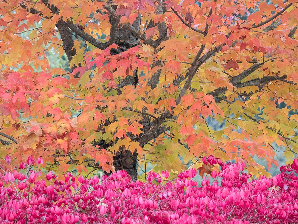 USA-Washington State-Issaquah with fall colored Maple trees along downtown roads